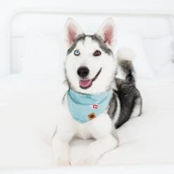 Dog Bandana In Alpine Village -Kyte Baby kyte baby dog bandana dog bandana in alpine village 32668891021423