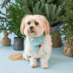 Dog Bandana In Alpine Village