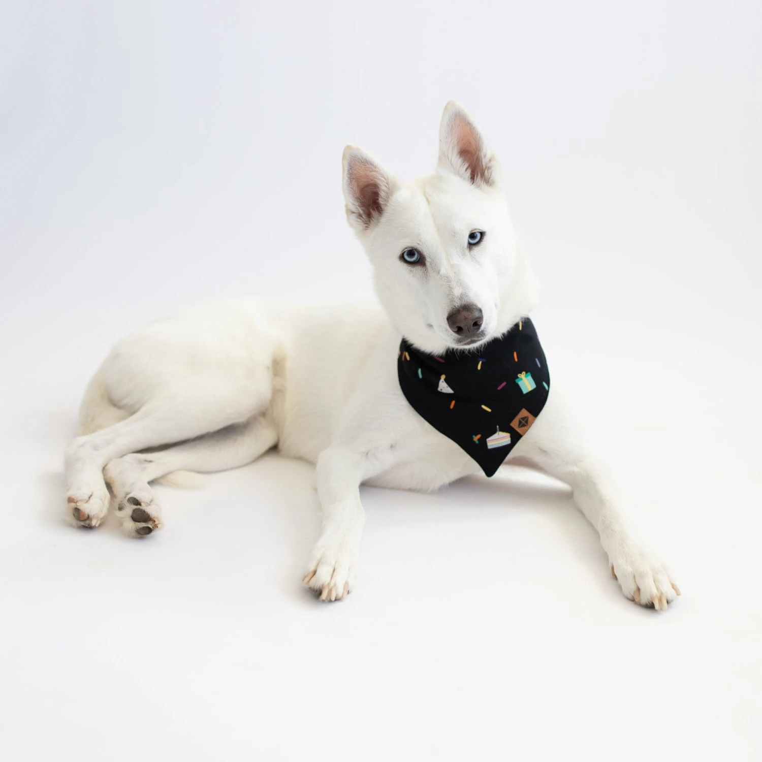 Dog Bandana In Midnight Party 3 Dog Bandana In Midnight Party