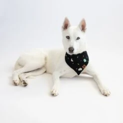 Dog Bandana In Midnight Party 8 Dog Bandana In Midnight Party -Kyte Baby kyte baby dog bandana dog bandana in midnight party 32605489496175